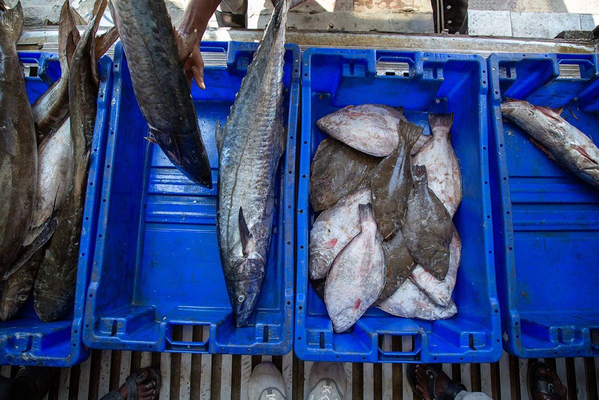 Fresh fish in crates at the port of Berbera